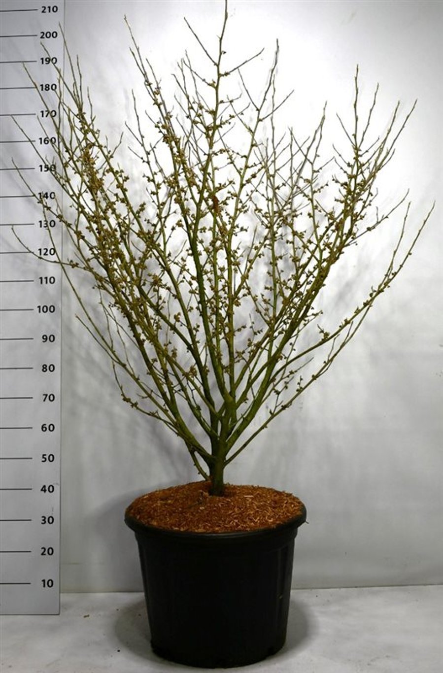 Hamamelis int. 'Arnold Promise' - C65 125-150 CM